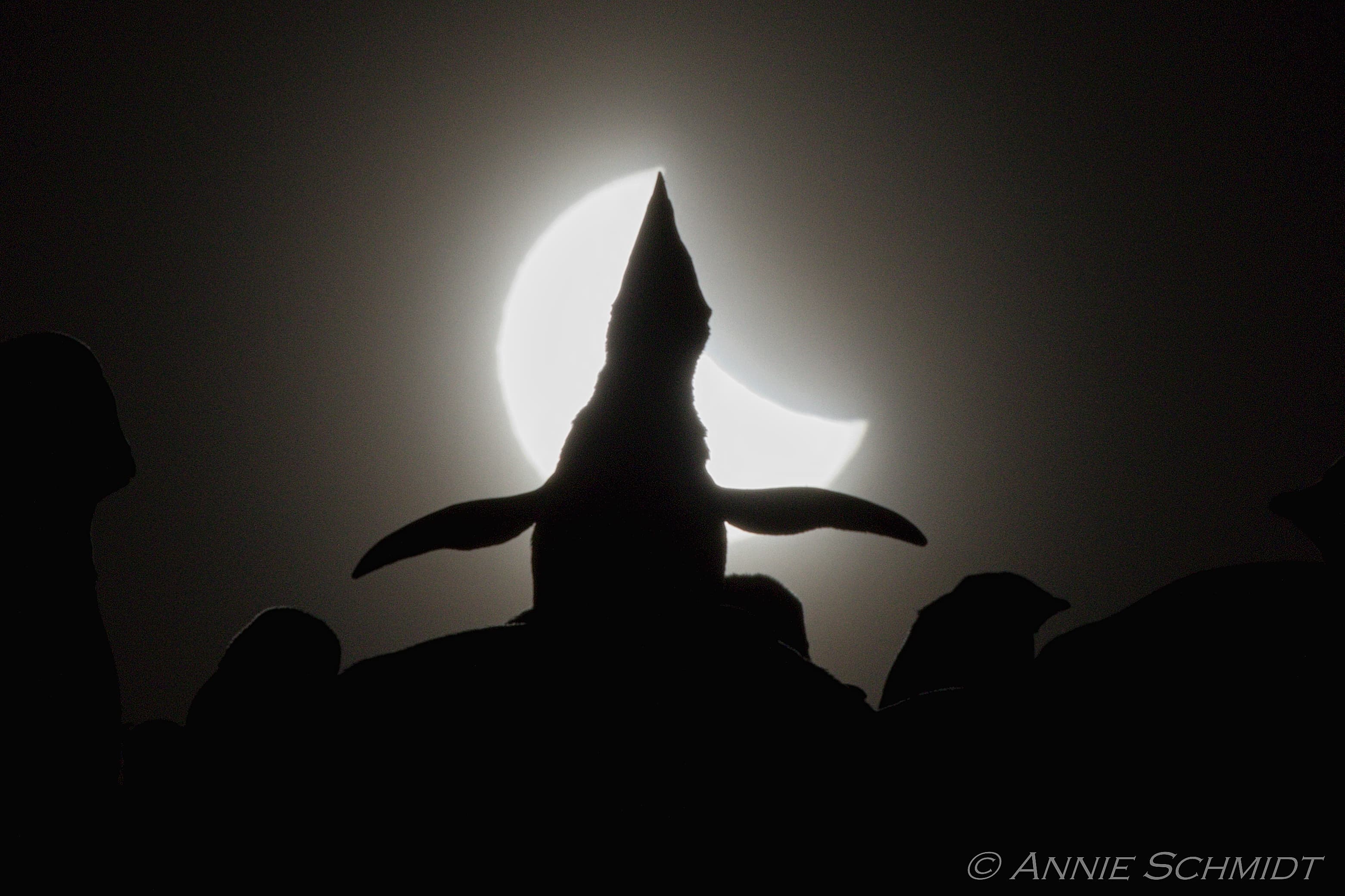 Ecstatic Solar Eclipse Image